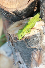 lizard on the tree
