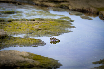 Lovely crab appeared from the water between reef full of green seaweed, background and foreground out of focus in purpose, shoot in long lens, in Keelung city, Taiwan.