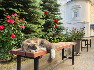 Cat sleeping on a bench in a park