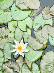 Water lily on a pond, floral background