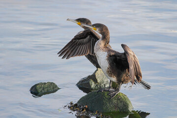 Douro river cormorants spreading wings - 774995544