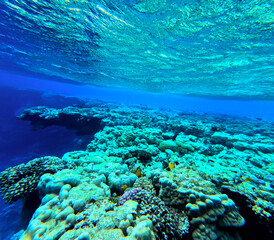 Coral reef in Red Sea. Egypt. Marsa Alam.