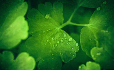 green background of leaves with water drops on them. Green leaves with dew drops.