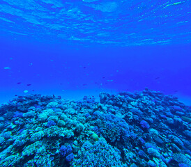 Fototapeta na wymiar Underwater view of the coral reef in Red Sea, Egypt.