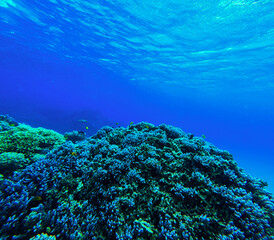 Underwater view of the coral reef in the Red Sea. Egypt