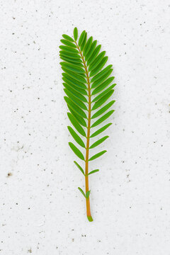 Green leaves isolated on white, Sesbania grandiflora tree leaves