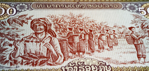 Laos coffee bean harvest scene on 1000 Lao Kip banknote from 1988 (focus on center) - obrazy, fototapety, plakaty
