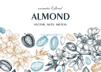 Almond banner design. Spring background. Blooming  branches, nuts, flower sketches in color. Healthy food hand-drawn illustration of almond nuts. NOT AI generated - 775002936