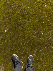 Human feet in black sneakers and jeans are standing on the fine moss with pine needles under the sun in the first days of spring