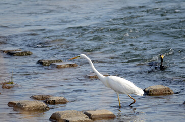 川の鷺