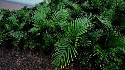 3D Render Palm Tree Nature Landscape
