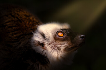 Naklejka premium Into the light. Male of white-fronted lemur, Eulemur albifrons, looking up into sun rays comming from among branches. Portrait of beautiful primate in dark forest. Wildlife. Habitat Madagascar, Africa