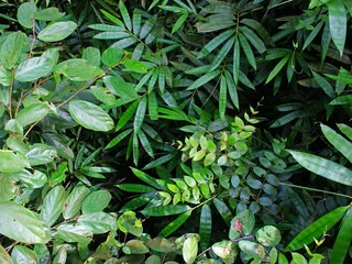 Photo sur Plexiglas Vert Top view of bushes. 