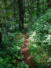 Downhill path in the forest.