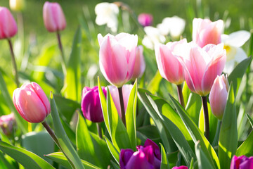 Beautiful pink tulip flowers on green garden background