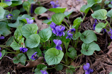 Viola odorata, common violet flowers closeup selective focus
