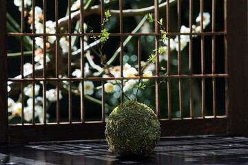 窓の外の白梅とユキヤナギの苔玉