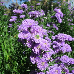 beautiful chrysanthemums, lots of small flowers