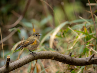 森の中で枝に留まってのんびりしているルリビタキ