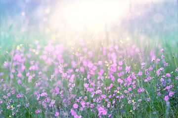 Spring background. Summer Wildflowers. A beautiful wild meadow in the sunshine. Small lilac wildflowers
