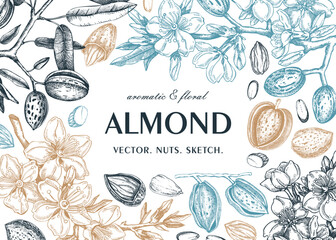 Almond frame design. Spring background. Blooming  branches, nuts, flower sketches in color. Healthy food hand-drawn illustration of almond nuts. NOT AI generated - 775014318