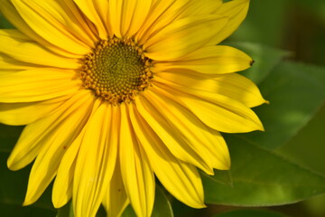 A sunflower in the garden, Sainte-Apolline, Québec, Canada