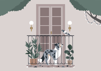 Serene Afternoon on a Balcony With a Blue Marble Border Collie, A merle dog looking at the pigeon on a quaint terrace adorned with plants and string lights