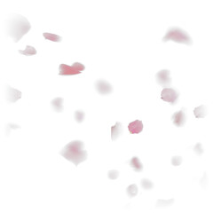  Pink rose flower petals transparent PNG overlays