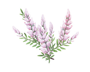 Erica flowers remove background , flowers, watercolor, isolated white background - obrazy, fototapety, plakaty