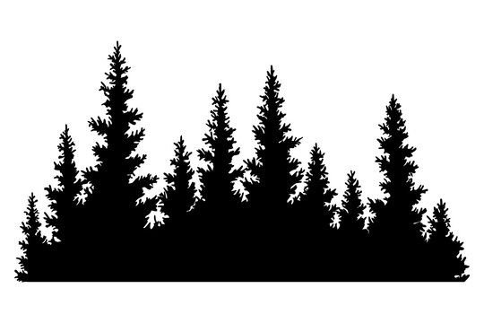 Fir trees silhouette. Coniferous spruce horizontal background pattern, black evergreen woods illustration. Beautiful hand drawn panorama of coniferous forest