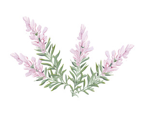 Erica flowers remove background , flowers, watercolor, isolated white background - obrazy, fototapety, plakaty