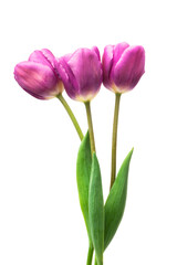 purple tulips isolated on white background
- 775018575
