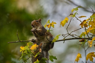 Selective focus of the cute squirrel (Sciuridae) on the tree branch with green and yellow leaves