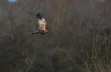Marsh Harrier (Circus aeruginosus) flying in the air
