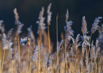Fototapeta premium Small ordinary oatmeal perched on top of a dry grass-covered field