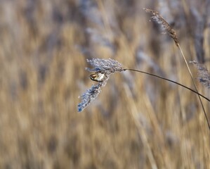 Small ordinary oatmeal perched on top of a dry grass-covered field