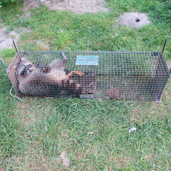 Raccoon caught in the trap