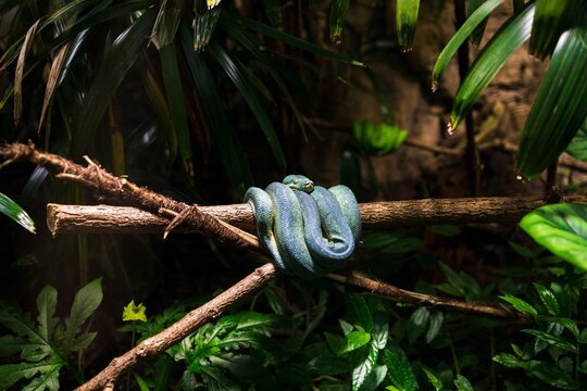 Closeup of a green tree python on a tree log in a zoo