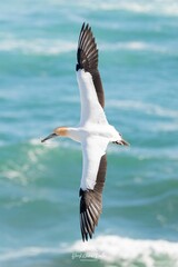 Australasian Gannet Flying Sea bird wingspan - obrazy, fototapety, plakaty
