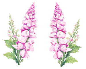 Foxgloves flowers remove background , flowers, watercolor, isolated white background - obrazy, fototapety, plakaty