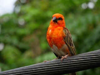 Beautiful closeup view of a Fody bird perched on a steel stand