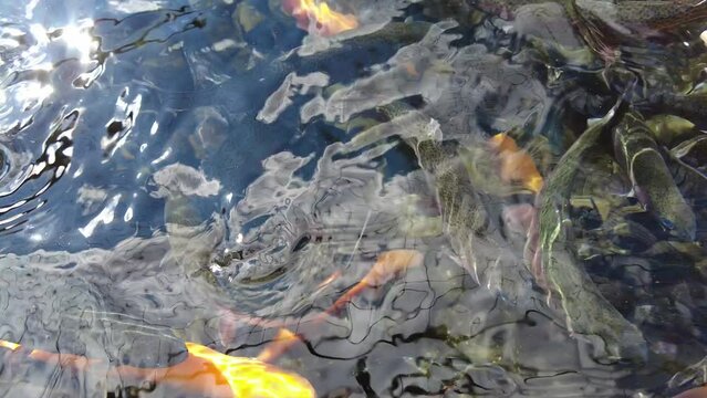 Closeup of the rainbow, brown and golden trout on the surface of the water at Lil-Le-Hi Trout Nursery in Allentown, Pennsylvania, U.S.A