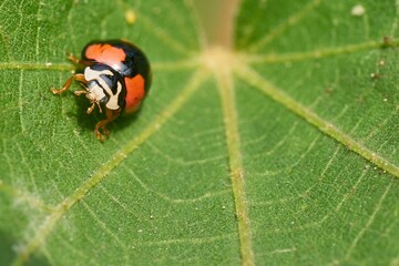 Close-up shot of a ladybug on a leaf