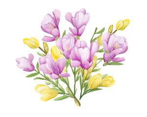 Obraz na płótnie Canvas Freesias flowers remove background , flowers, watercolor, isolated white background