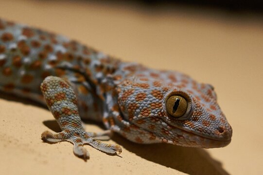 Closeup of Tokay gecko crawling on the ground