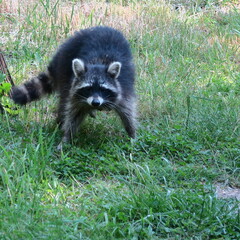 live raccoon in green meadow