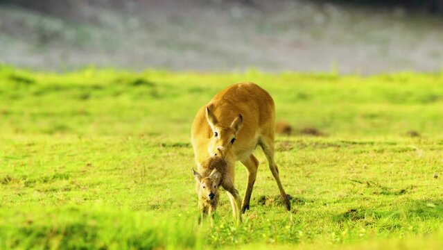 Eld's deer giving birth to a baby deer and licking its body at Chobe National Park, Botswana, South Africa 