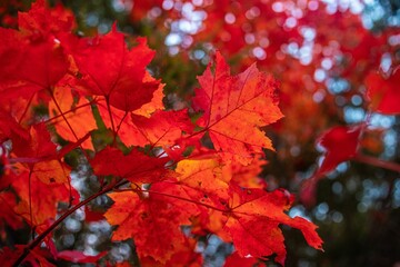 Closeup shot of red leaves found growing on a branch of a tree during autumn