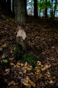 Vertical shot of a bever chewed tree bark found inside a forest
