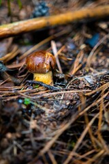 Vertical closeup shot of a Cortinarius mushroom found growing in the wild